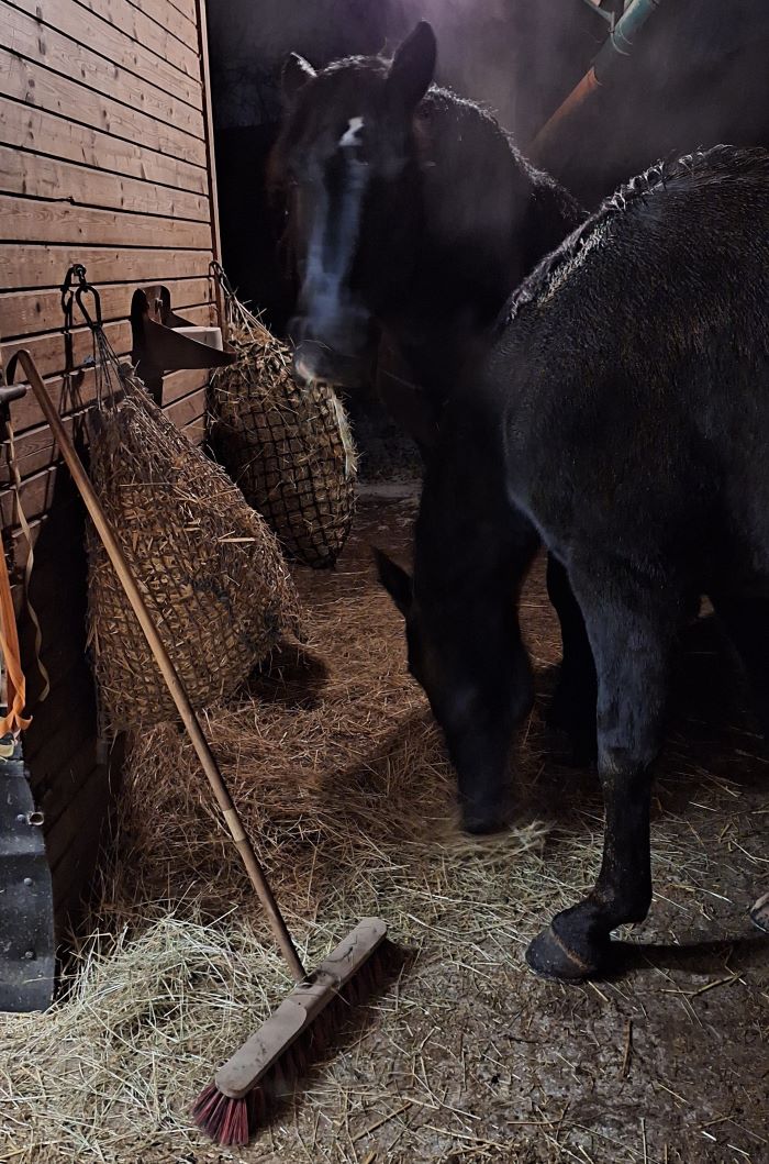 Hofbesen vor Stallbox